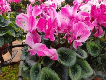 仙客来花卉图片