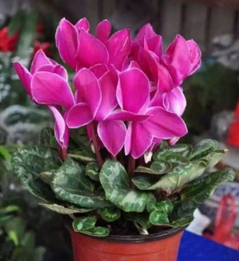 仙客来花卉图片