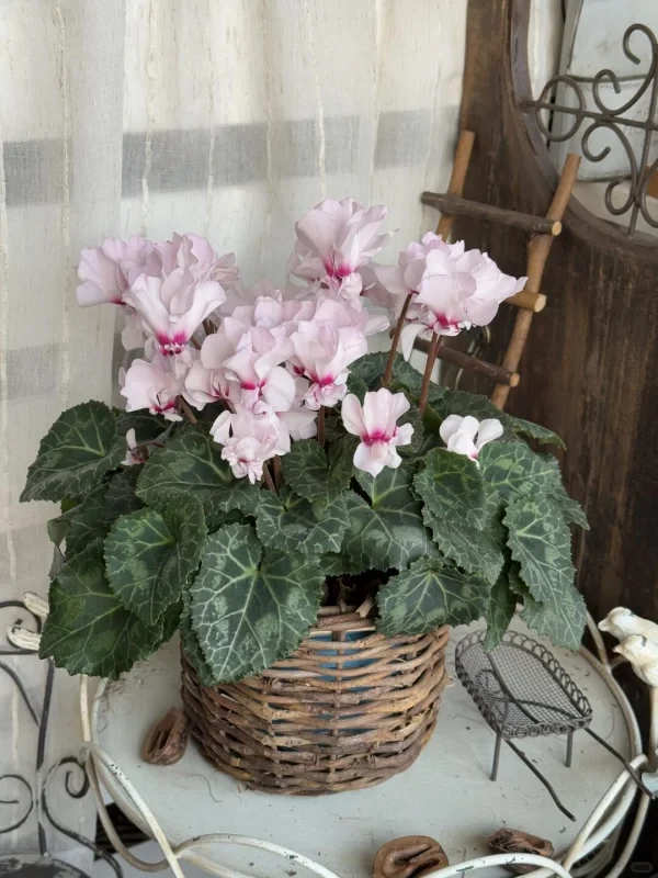 仙客来冬季开花，花美但养护需留意换盆、光照与浇水等要点。