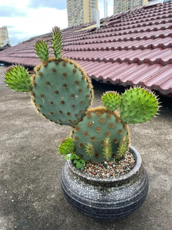 楼顶盆栽仙人掌生长迅速，爆崽能力强，观赏性佳。