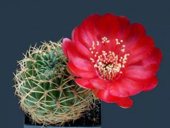 仙人掌花花卉图片