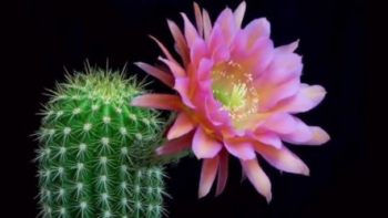 仙人掌花花卉图片