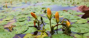 荇菜,荇菜图片