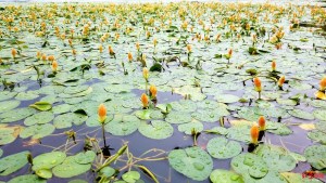 荇菜,荇菜图片