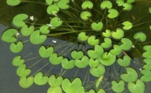 荇菜,荇菜图片