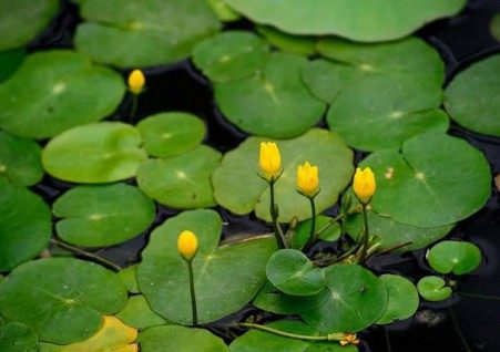 荇菜,荇菜图片
