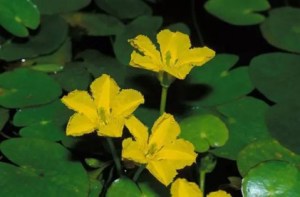 荇菜,荇菜图片
