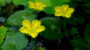 荇菜,荇菜图片