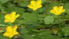 荇菜图片