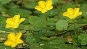 荇菜,荇菜图片