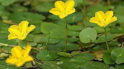 荇菜,荇菜图片