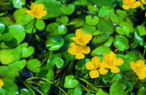 荇菜,荇菜图片