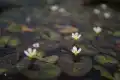 荇菜图片
