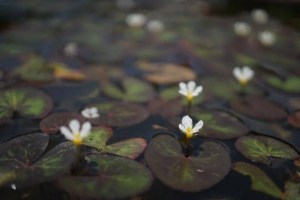 荇菜,荇菜图片
