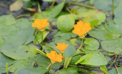 荇菜,荇菜图片