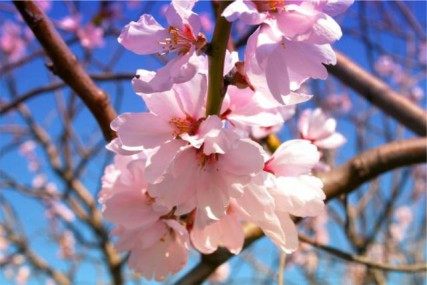 杏花,杏花图片