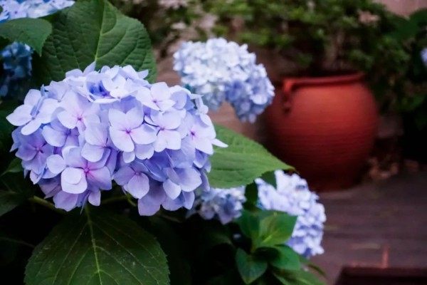 绣球花,绣球花图片