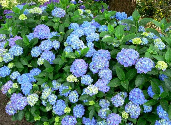 绣球花,绣球花图片