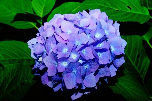 绣球花,绣球花图片