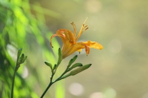 萱草,萱草图片