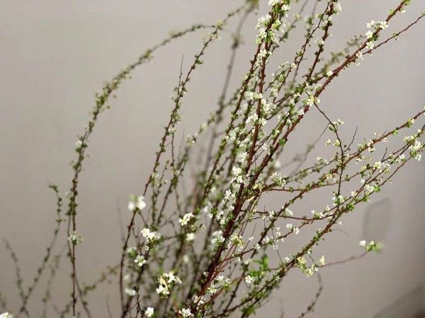 雪柳,雪柳图片