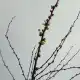 雪柳图片