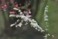 雪柳图片