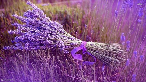 薰衣草,薰衣草图片