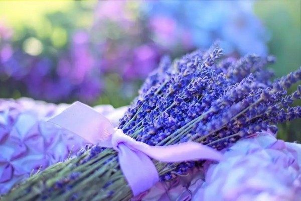 薰衣草,薰衣草图片