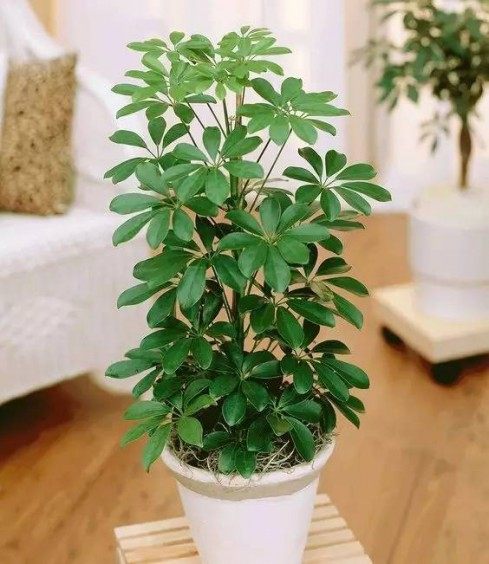 鸭脚木,鸭脚木图片