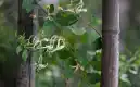 岩生忍冬图片