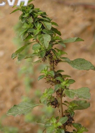 腋花苋,腋花苋图片