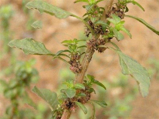 腋花苋,腋花苋图片
