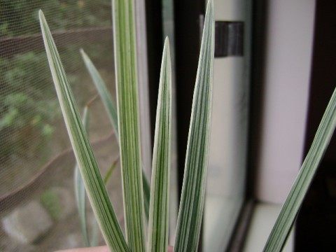 银边草,银边草图片