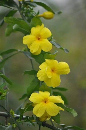 迎春花,迎春花图片