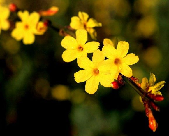 迎春花,迎春花图片