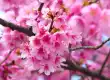 樱花图片