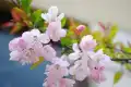 樱花图片