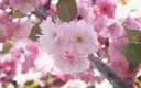 樱花图片