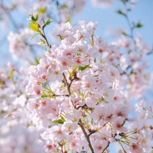 樱花,樱花图片
