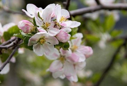 樱桃花,樱桃花图片