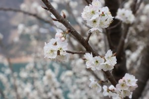 樱桃花,樱桃花图片