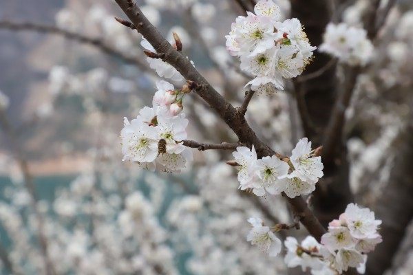 樱桃花,樱桃花图片