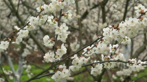 樱桃花,樱桃花图片