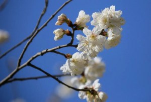 樱桃花,樱桃花图片