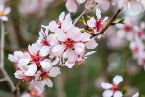 樱桃花,樱桃花图片