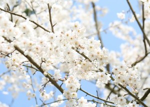 樱桃花,樱桃花图片