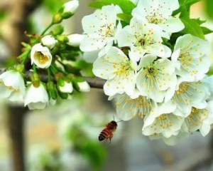 樱桃花,樱桃花图片