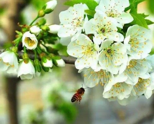 樱桃花,樱桃花图片
