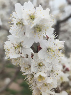 樱桃花,樱桃花图片